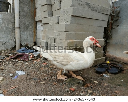 ducks walk leisurely... in our country... the duck is called muscovy duck