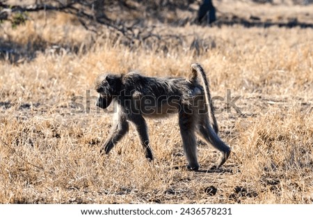A baboon walking on dry grass