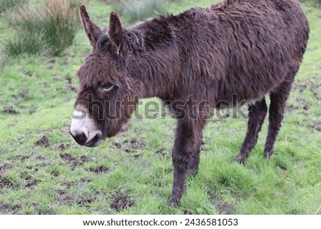 Donkeys have been traditionally used as working animals in agriculture, transportation, and as pack animals. They are known for their strength, endurance, and surefootedness.