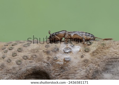 A mole cricket is looking for food on a rotten bamboo trunk. This insect has the scientific name Gryllotalpa gryllotalpa. Royalty-Free Stock Photo #2436581171