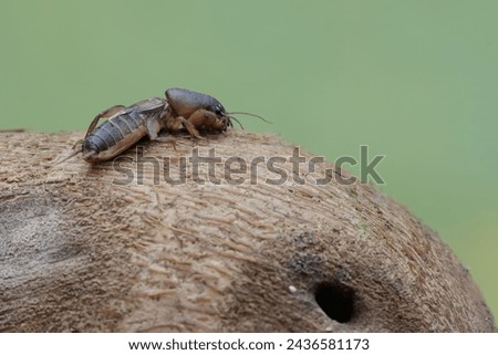 A mole cricket is looking for food on a rotten bamboo trunk. This insect has the scientific name Gryllotalpa gryllotalpa. Royalty-Free Stock Photo #2436581173