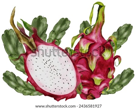 Dragon fruit watercolor drawing. Composition of exotic fruits of the pitahaya cactus. Clip art isolated on white background. For the design of a vegetarian restaurant menu and recipe book. Botanical