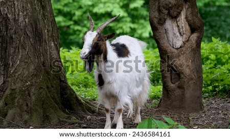 beautiful white and black wild goat picture