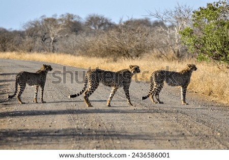 Three Cheetahs walking on a gravel road