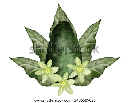 Avocado watercolor drawing. Composition of exotic ripe fruit. Clip art isolated on white background. For the design of a vegetarian restaurant menu and recipe book. Botanical illustration
