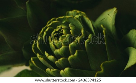 Picture of an artichoke vegetable 