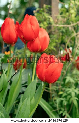 Red tulips flowers in the garden