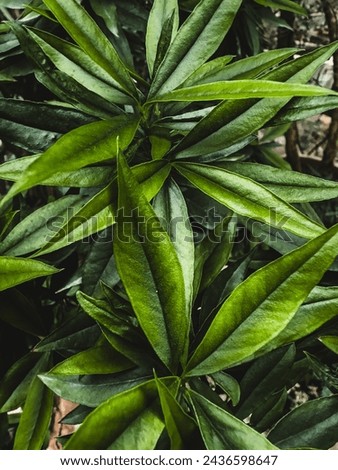 the natural beauty of fresh green plants. High quality photo