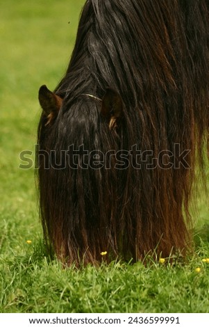 Pura raza espanola grazing on meadow Royalty-Free Stock Photo #2436599991