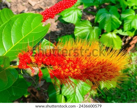 Stunning close-up of reddish flower of Combretum rotundifolium plant with leaves ultrahd hi-res jpg stock image photo picture selective focus horizontal background blurred background side view 