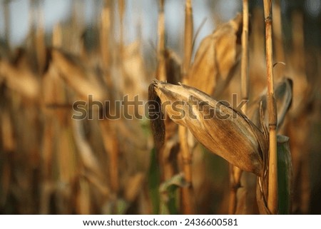 Agricultural fields where the corn has ripened and changes color. A beautiful picture taken in the field of crops.