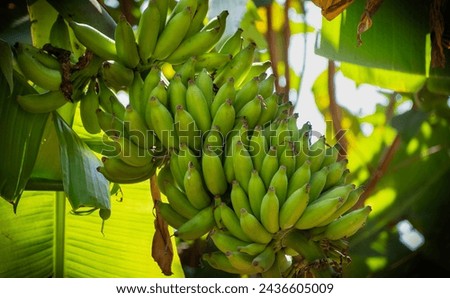 Banana fruits. A cluster of bananas. Green bananas in the garden on the banana tree agriculture plantation. Bunch of green bananas in the garden
