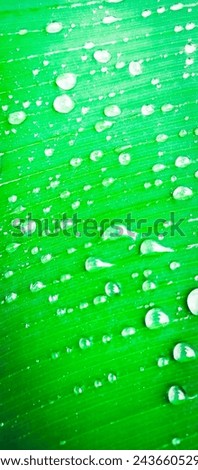 close-up image of water droplets on a banana leaf.