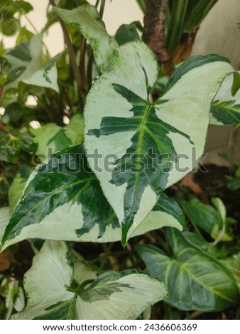 a plant that has large, patterned leaves, suitable for use as an ornamental plant