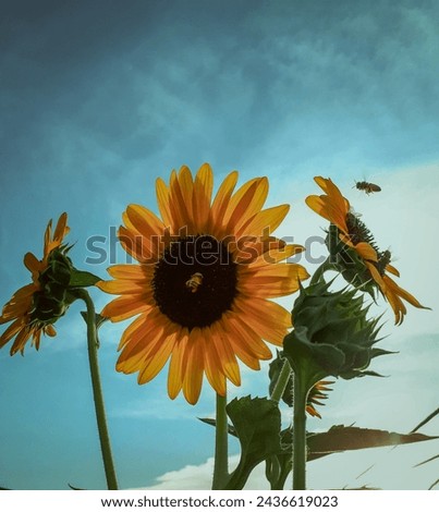 A picture of sunflowers with bees
