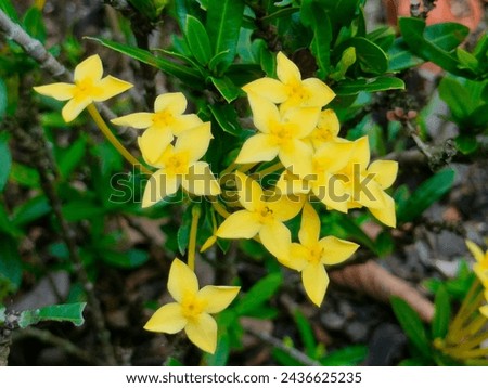 Stunning close-up of yellow Dwarf Ixora Chinensis flowers with leaves ultrahd hi-res jpg stock image photo picture selective focus horizontal background blurred background top or aerial ankle view 