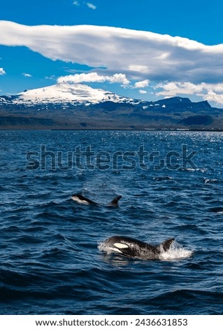 Two Killer whales off the coast of Iceland (Snæfellsnes peninsula) on a sunny midsummer whale watching boat trip. Orca (Orcinus orca), is a toothed whale is a member of the oceanic dolphin family.  Royalty-Free Stock Photo #2436631853