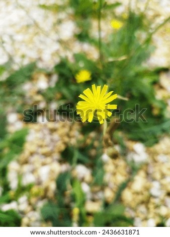 Image of small yellow flowers on blur background