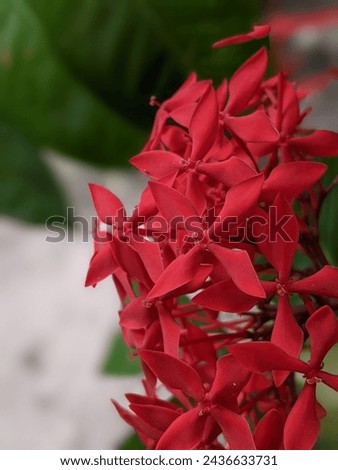 Ashoka flowers are red in the garden