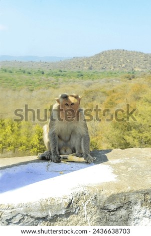 the baby monkey sitting on the wall of the road, and the hand of the monkey have in sugarcane 