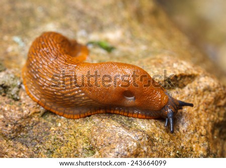 Spanish slug - Arion vulgaris - in it's natural environment, cold wet place Royalty-Free Stock Photo #243664099