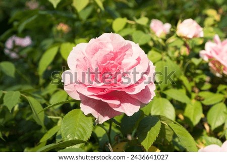 Nice sharp picture of a pink, beautiful 
 and delicate dog-rose in full bloom