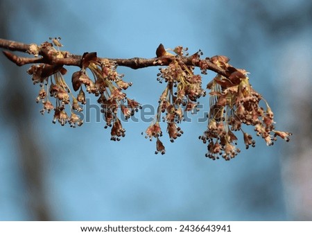 small flowers of blooming elm tree at spring