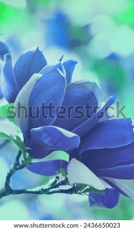Blossoming blue Magnolia stellata flowers. Springtime. Blue vintage flowers background.  Vertical banner