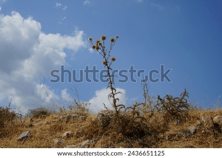 Echinops spinosissimus grows in August in the wild. Echinops spinosissimus is a European species of plant in the tribe Cardueae within the family Asteraceae. Rhodes Island, Greece Royalty-Free Stock Photo #2436651125