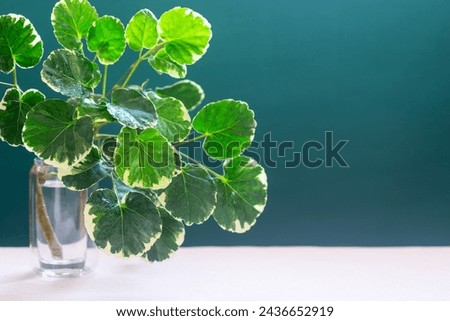 Indoor house plant Polyscias Scutellaria in a glass vase on teal background