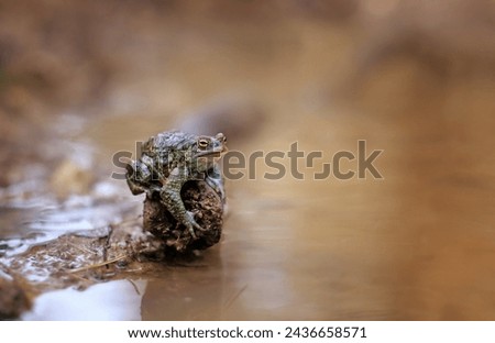 Portrait of common toad in puddle, abstract nature background. Large common toad, european toad (Bufo bufo) resting on stone in puddle, beginning of spring mating season. wildlife scene.
