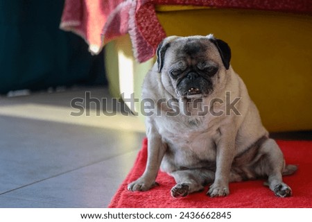 Senior pug sitting on the floor at home 9