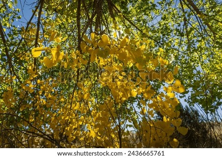 Sun glinting through golden cottonwood tree leaves in autumn. El Rancho de Las Golondrinas (The Ranch of the Swallows), historic rancho, now a living history museum near Santa Fe, New Mexico. Royalty-Free Stock Photo #2436665761