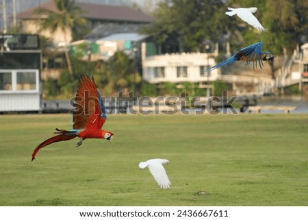 scarlet macaw bird Pets are people's friends. Bred from pet farms as family friends. Big bird, beautiful, bright colors