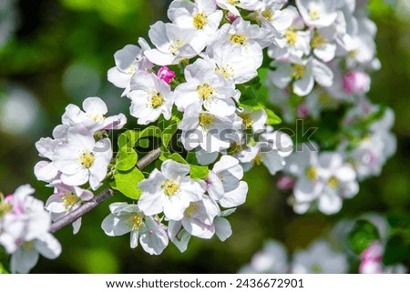 appletree blossom branch in the garden in spring
 Royalty-Free Stock Photo #2436672901