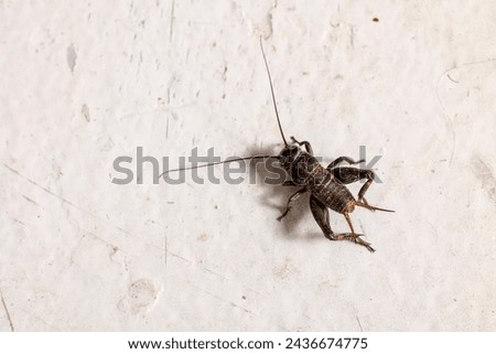 Field cricket exploring a smooth concrete surface
