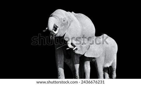 Black and white picture with elephant mother and her baby
