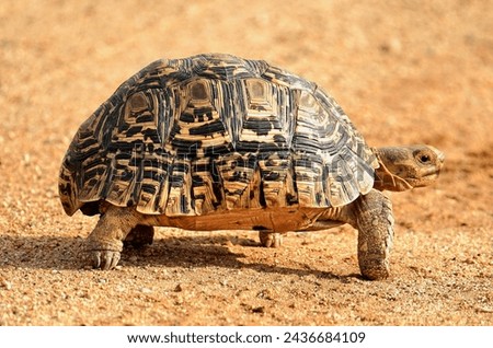Leppard turtle takes a walk in sun Royalty-Free Stock Photo #2436684109