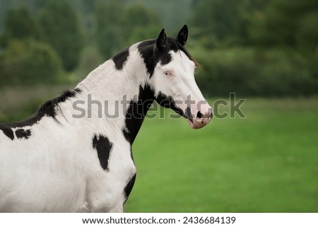 Beautiful overo paint horse in summer Royalty-Free Stock Photo #2436684139