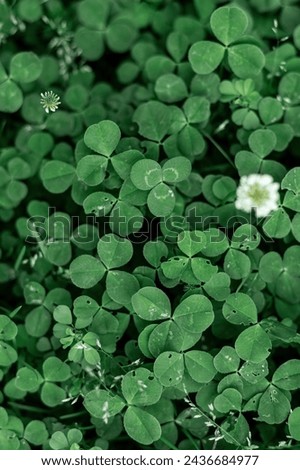 Green clovers in a patch. Closeup, St Patrick's Day concept. 
