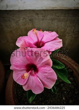 Vibrant Hibiscus Plant: Nature's Exquisite Showpiece ''The vibrant hues of the hibiscus blossoms command attention, ranging from fiery reds to tropical pinks, forming a striking contrast Royalty-Free Stock Photo #2436686225