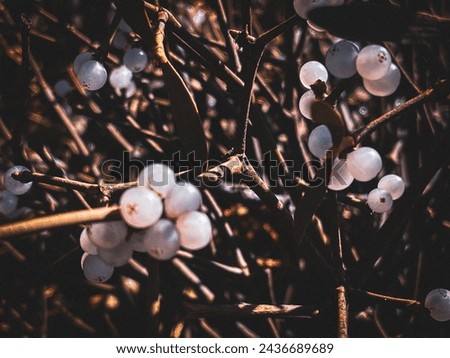 A mistletoe berry in spring