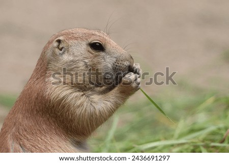 Cynomys ludovicianus, a diurnal rodent, eats grass in the zoo Royalty-Free Stock Photo #2436691297