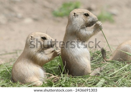 Cynomys ludovicianus, a diurnal rodent, eats grass in the zoo Royalty-Free Stock Photo #2436691303