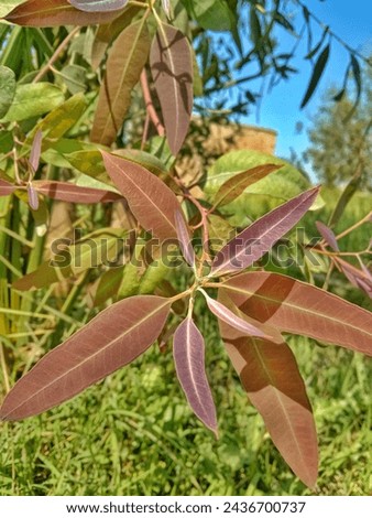eucalyptus camaldulesis plant image jpg Royalty-Free Stock Photo #2436700737