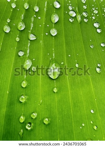 Raindrops embellish the vibrant green banana leaves, enhancing their textured surface. Each droplet reflects the dawns light, stunning mosaic of nature's elegance and the delicate beauty of rain.