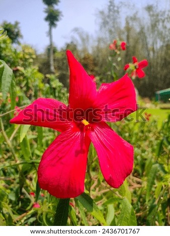 Stunning close-up of Red flower of Abelmoschus moschatus with details ultrahd hi-res jpg stock image photo picture selective focus vertical background side or straight ankle view blurred background 