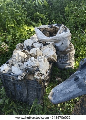 rubber latex, the result of harvesting rubber latex or latex in a holding tank, rubber trees that produce pure latex for tire materials and various factory needs  Royalty-Free Stock Photo #2436706033