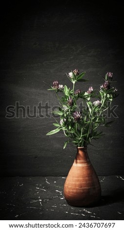 Flowers - summer flowering stems of meadow clover on a dark background