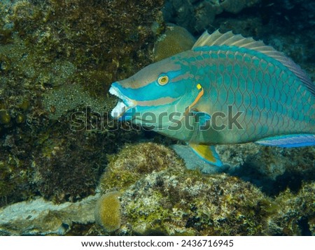 Parrot fish with open mouth